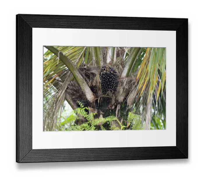 Framed Print : African Oil Palm (Elaeis guineensis) fruit in tree, Labuk Bay, Sabah, Borneo, Malaysia Framed Print : African Oil Palm (Elaeis guineensis) fruit in tree, Labuk Bay, Sabah, Borneo, Malaysia