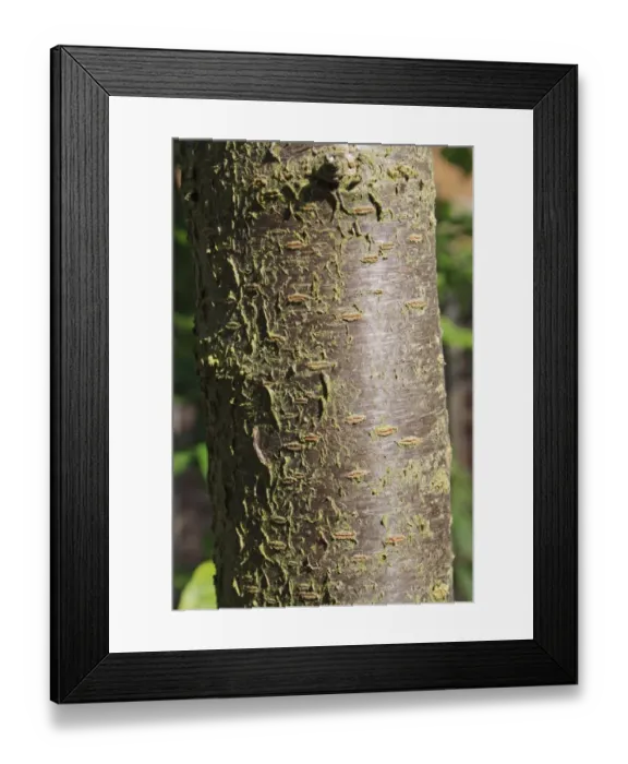 Framed Print : Plum (Prunus domestica) close-up of trunk, in garden, Suffolk, England, june