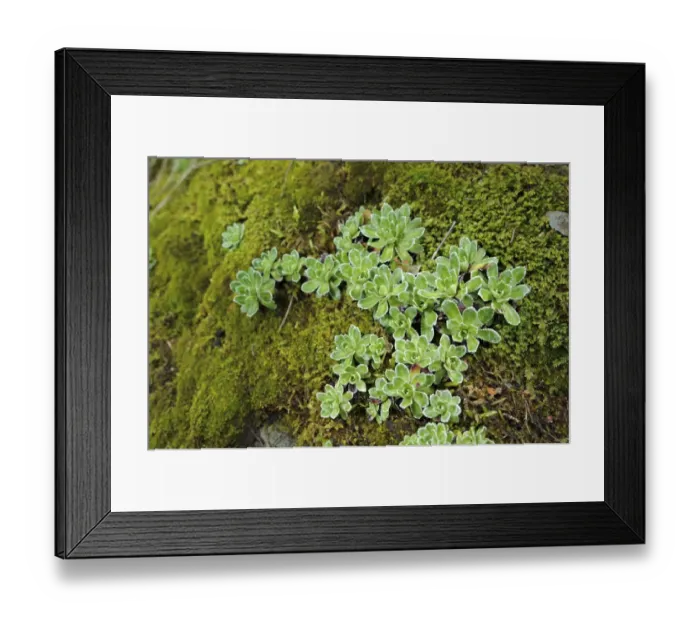 Framed Print : Livelong Saxifrage (Saxifraga paniculata) growing on slope, Italy, june Framed Print : Livelong Saxifrage (Saxifraga paniculata) growing on slope, Italy, june