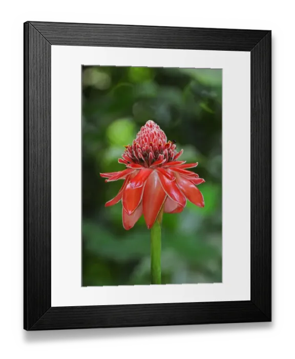 Framed Print : Torch Ginger (Etlingera elatior) close-up of flowerspike, Trinidad, Trinidad and Tobago Framed Print : Torch Ginger (Etlingera elatior) close-up of flowerspike, Trinidad, Trinidad and Tobago