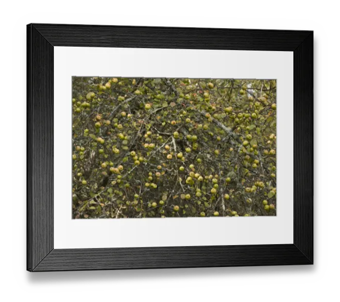 Framed Print : Wild Crabapple (Malus sylvestris) mass of fruit on tree, New Forest, Hampshire, England, september Framed Print : Wild Crabapple (Malus sylvestris) mass of fruit on tree, New Forest, Hampshire, England, september