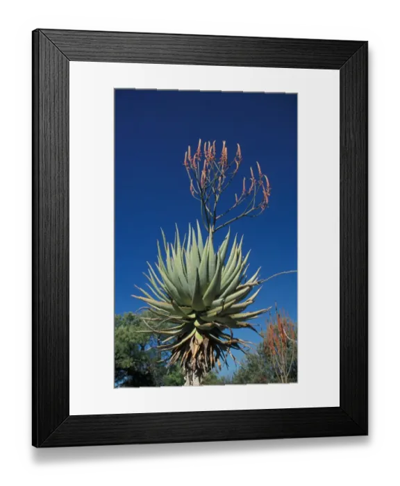 Framed Print : Aloe (Aloe littoralis) Namibia Framed Print : Aloe (Aloe littoralis) Namibia