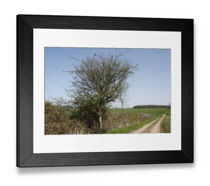 Framed Print : Wild Crabapple (Malus sylvestris) habit, growing at edge of track in farmland, Barking Tye, Suffolk, England, april Framed Print : Wild Crabapple (Malus sylvestris) habit, growing at edge of track in farmland, Barking Tye, Suffolk, England, april