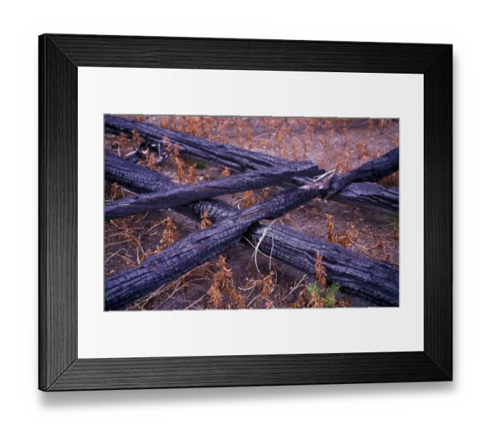 Framed Print : Tree-Pine-Lodgepole (Pinus contorta latifolia) Trees killed by fire Framed Print : Tree-Pine-Lodgepole (Pinus contorta latifolia) Trees killed by fire