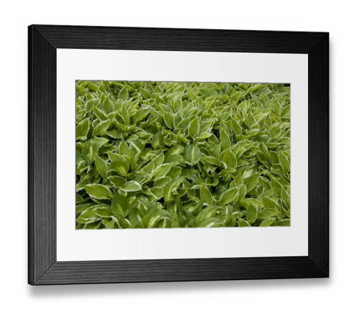Framed Print : Hosta (Hosta sp. ) leaves, group growing in garden, Norfolk, England, may Framed Print : Hosta (Hosta sp. ) leaves, group growing in garden, Norfolk, England, may