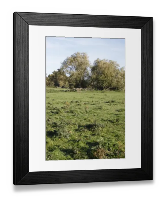 Framed Print : View of unimproved wet grazing meadow, River Dove, Thornham Magna, Suffolk, England, october Framed Print : View of unimproved wet grazing meadow, River Dove, Thornham Magna, Suffolk, England, october