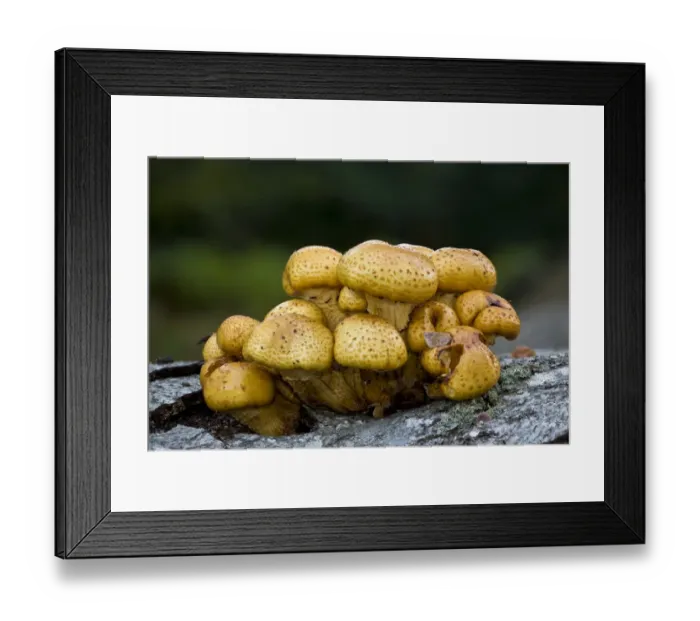 Framed Print : Golden Scalycap (Pholiota aurivella) fruiting bodies, growing on fallen beech trunk, New Forest, Hampshire, England