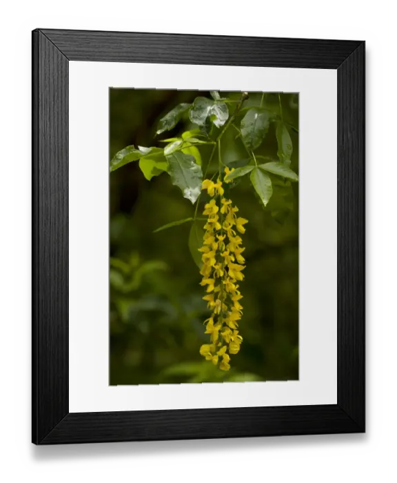 Framed Print : Alpine Laburnum (Laburnum alpinum) close-up of flowers, Julian Alps, Slovenia, june