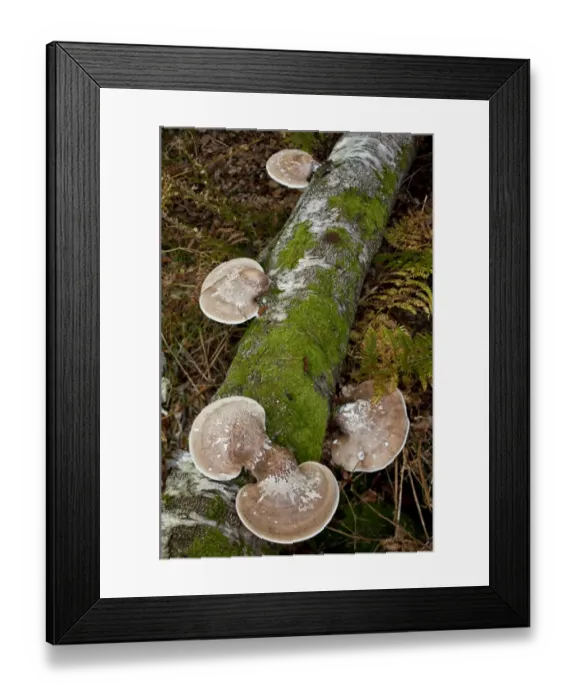 Framed Print : Birch Polypore (Piptoporus betulinus) fruiting bodies, growing on birch log, New Forest, Hampshire, England, september Framed Print : Birch Polypore (Piptoporus betulinus) fruiting bodies, growing on birch log, New Forest, Hampshire, England, september
