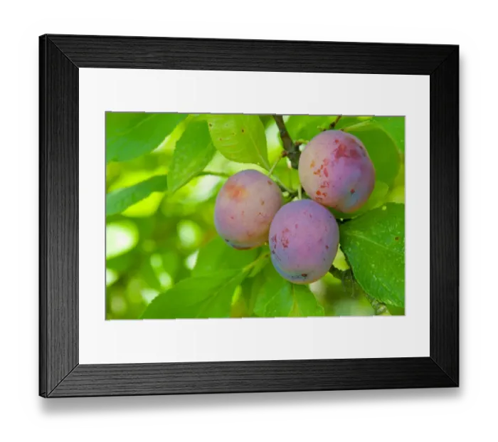 Framed Print : Plum (Prunus domestica) Opal, close-up of fruit, growing in orchard, Norfolk, England, august