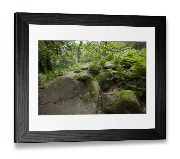 Framed Print : Rocks in deciduous woodland habitat, Padley Woods, Padley Gorge, Peak District, Derbyshire, England, july Framed Print : Rocks in deciduous woodland habitat, Padley Woods, Padley Gorge, Peak District, Derbyshire, England, july
