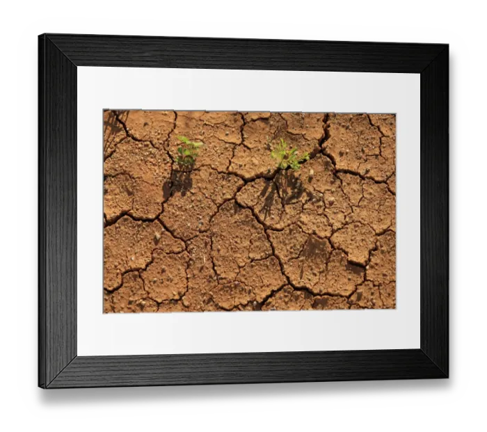 Framed Print : Close-up of cracked soil with plants growing, Sturt N. P. New South Wales, Australia Framed Print : Close-up of cracked soil with plants growing, Sturt N. P. New South Wales, Australia