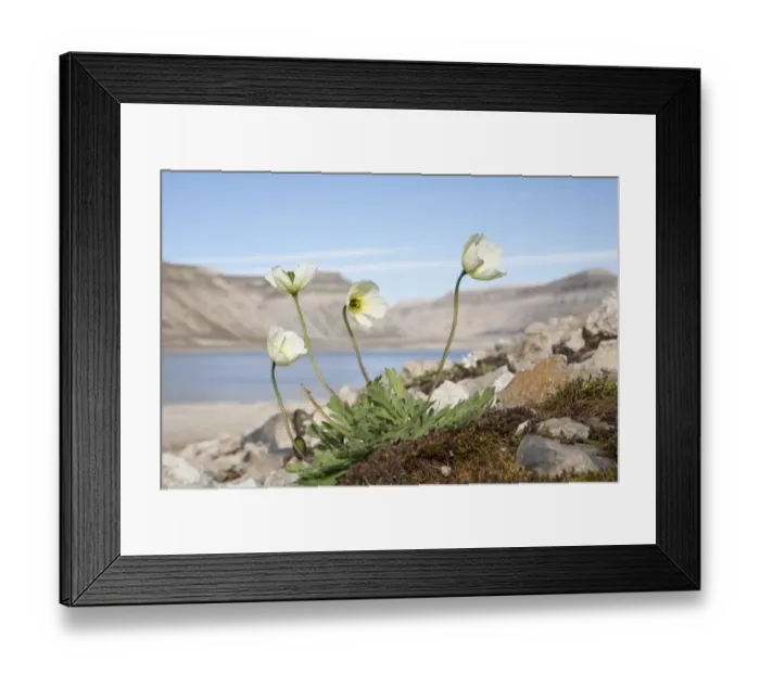Framed Print : Svalbard Poppy (Papaver dahlianum) flowering, growing in fjord habitat, Spitzbergen, Svalbard, july Framed Print : Svalbard Poppy (Papaver dahlianum) flowering, growing in fjord habitat, Spitzbergen, Svalbard, july