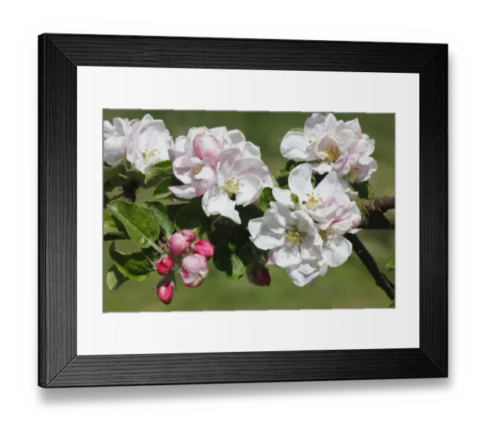 Framed Print : Cultivated Apple (Malus domestica) Lord Derby, close-up of flowers, in organic orchard, Powys, Wales. april Framed Print : Cultivated Apple (Malus domestica) Lord Derby, close-up of flowers, in organic orchard, Powys, Wales. april