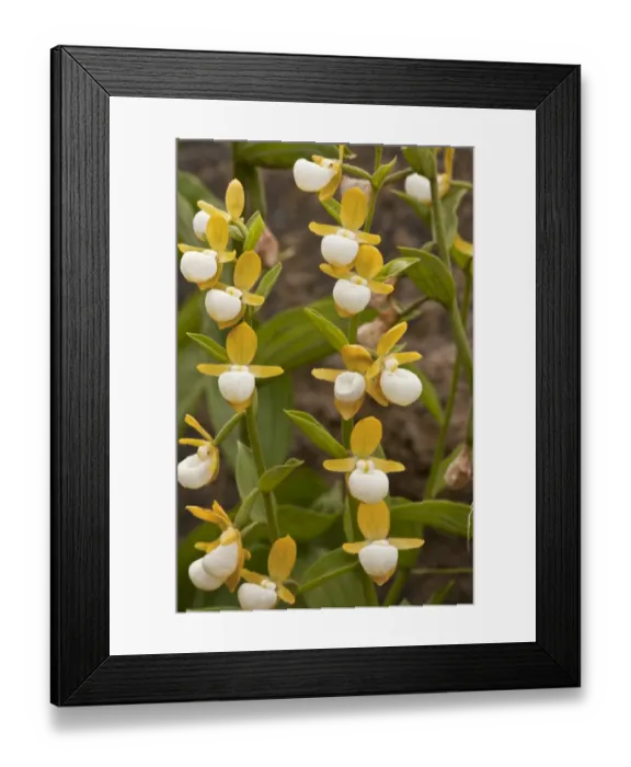 Framed Print : California Ladys Slipper (Cypripedium californicum) close-up of flowers, Klamath-Siskiyou Mountains Framed Print : California Ladys Slipper (Cypripedium californicum) close-up of flowers, Klamath-Siskiyou Mountains