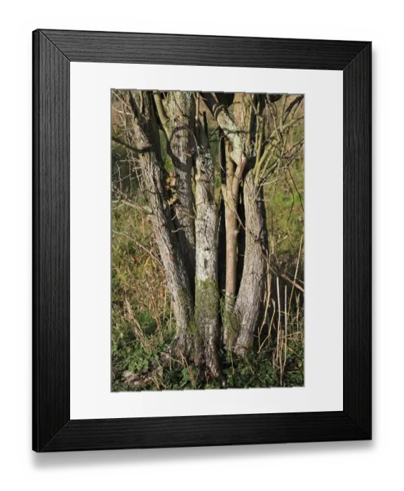 Framed Print : Common Hawthorn (Crataegus monogyna) close-up of trunk with multiple stems, growing in wet woodland Framed Print : Common Hawthorn (Crataegus monogyna) close-up of trunk with multiple stems, growing in wet woodland