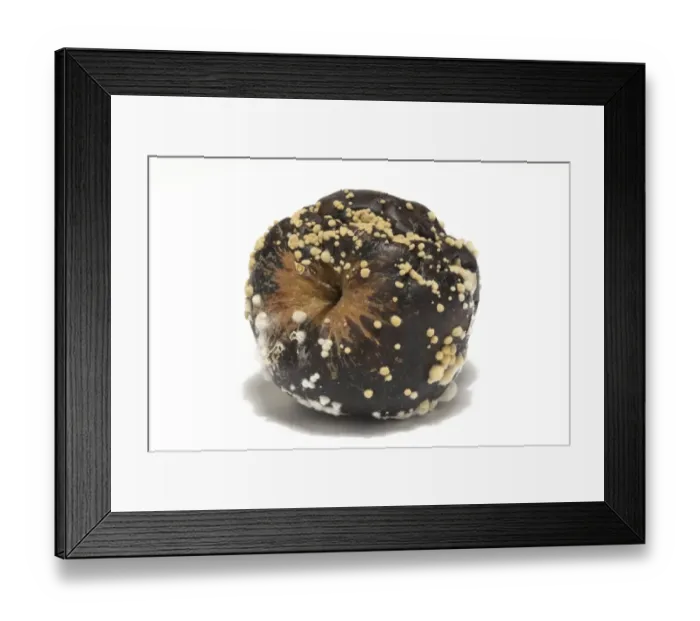 Framed Print : Cultivated Apple (Malus domestica) fruit, mouldy and rotten Framed Print : Cultivated Apple (Malus domestica) fruit, mouldy and rotten