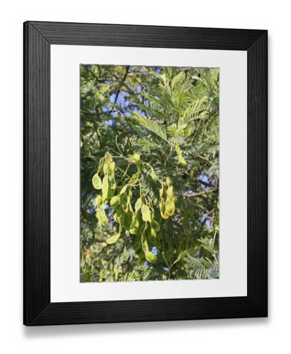 Framed Print : Silver Wattle (Acacia dealbata) close-up of fruits and leaves, growing in garden, Bembridge, Isle of Wight, England Framed Print : Silver Wattle (Acacia dealbata) close-up of fruits and leaves, growing in garden, Bembridge, Isle of Wight, England