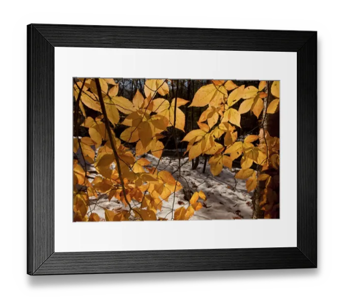Framed Print : American Beech (Fagus grandifolia) close-up of leaves, in autumn colour, growing in snow covered woodland Framed Print : American Beech (Fagus grandifolia) close-up of leaves, in autumn colour, growing in snow covered woodland