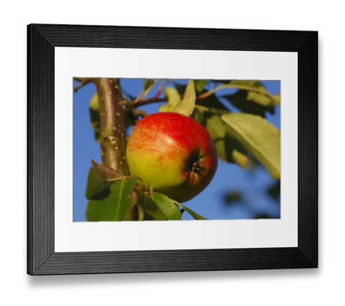 Framed Print : Cultivated Apple (Malus domestica) Red Falstaff dessert variety, close-up of fruit, in organic orchard, Powys, Wales Framed Print : Cultivated Apple (Malus domestica) Red Falstaff dessert variety, close-up of fruit, in organic orchard, Powys, Wales
