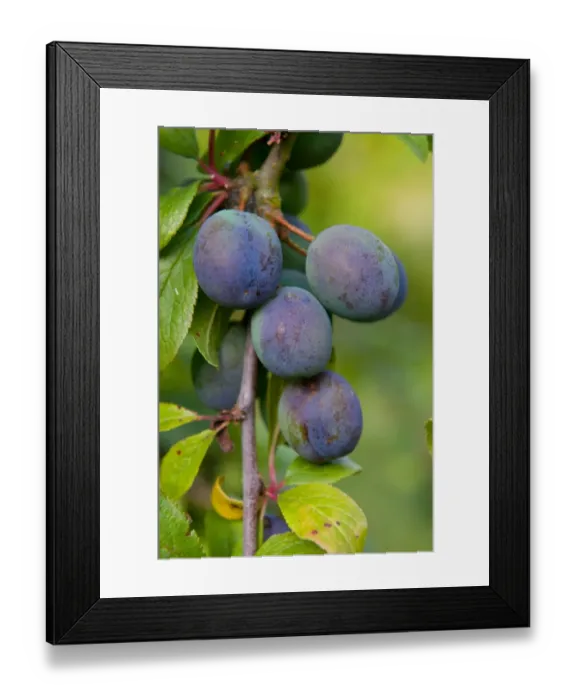 Framed Print : Damson (Prunus domestica var. insititia) Langley Bullace, close-up of fruit, growing in orchard, Norfolk, England Framed Print : Damson (Prunus domestica var. insititia) Langley Bullace, close-up of fruit, growing in orchard, Norfolk, England