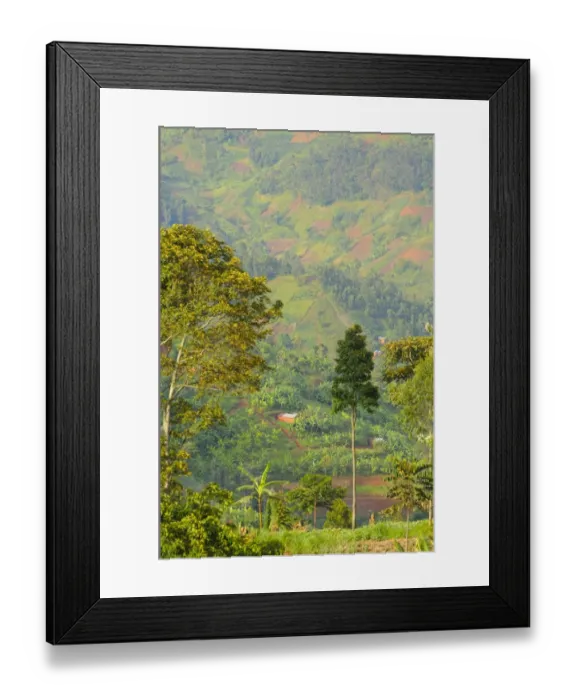 Framed Print : Cultivated hillside at edge of Nyungwe Forest N. P. Rwanda, march Framed Print : Cultivated hillside at edge of Nyungwe Forest N. P. Rwanda, march