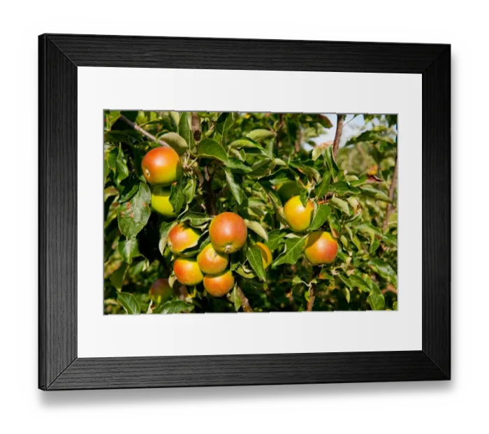 Framed Print : Cultivated Apple (Malus domestica) Coxs Orange Pippin, close-up of fruit, growing in orchard, Norfolk, England, august Framed Print : Cultivated Apple (Malus domestica) Coxs Orange Pippin, close-up of fruit, growing in orchard, Norfolk, England, august