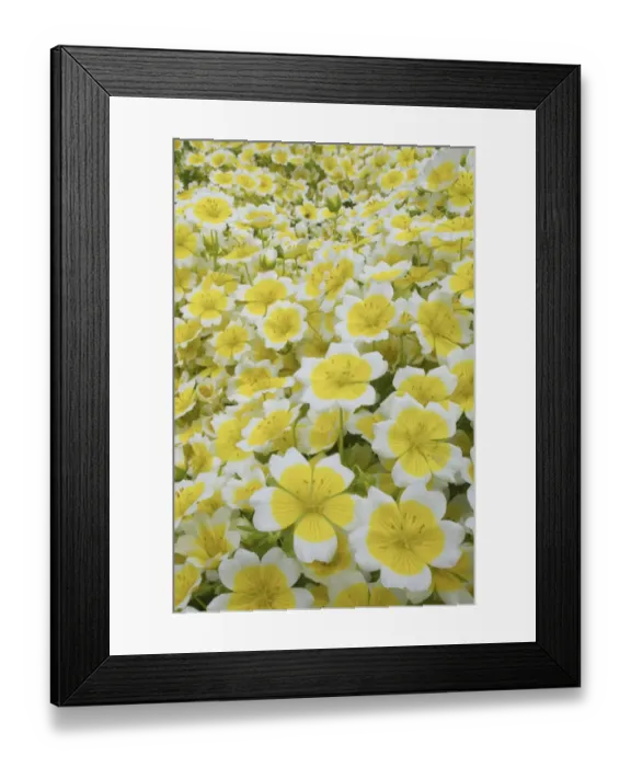 Framed Print : Poached Egg Plant (Limnanthes douglasii) flowering, in garden, Essex, England Framed Print : Poached Egg Plant (Limnanthes douglasii) flowering, in garden, Essex, England