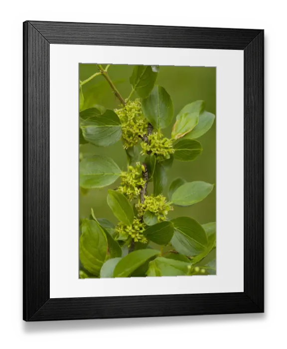Framed Print : Common Buckthorn (Rhamnus catharticus) close-up of flowers and leaves, Dorset, England, may Framed Print : Common Buckthorn (Rhamnus catharticus) close-up of flowers and leaves, Dorset, England, may