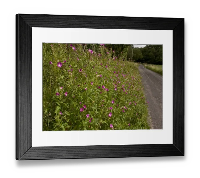 Framed Print : Great Willowherb (Epilobium hirsutum) flowering mass, growing on roadside verge habitat, near Kingcombe, West Dorset Framed Print : Great Willowherb (Epilobium hirsutum) flowering mass, growing on roadside verge habitat, near Kingcombe, West Dorset
