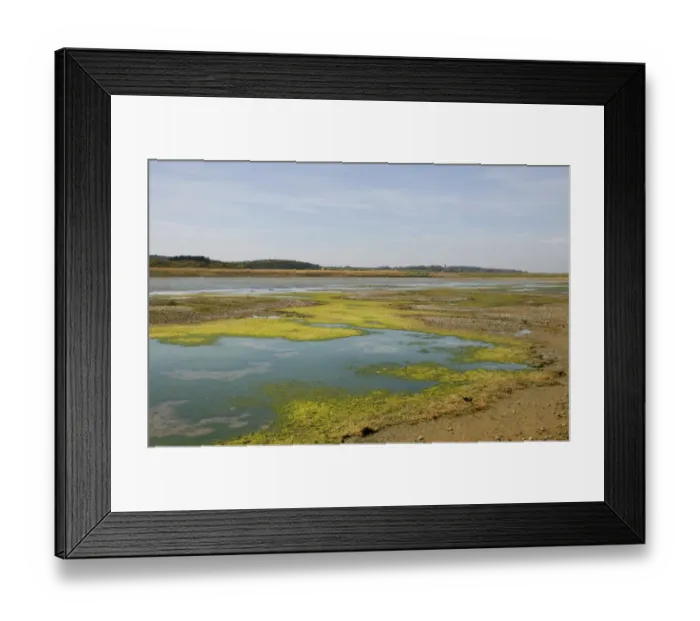 Framed Print : View of algae on lagoon in coastal marshland habitat, Cley Marshes Reserve, Cley-next-the-sea, Norfolk, England, april Framed Print : View of algae on lagoon in coastal marshland habitat, Cley Marshes Reserve, Cley-next-the-sea, Norfolk, England, april