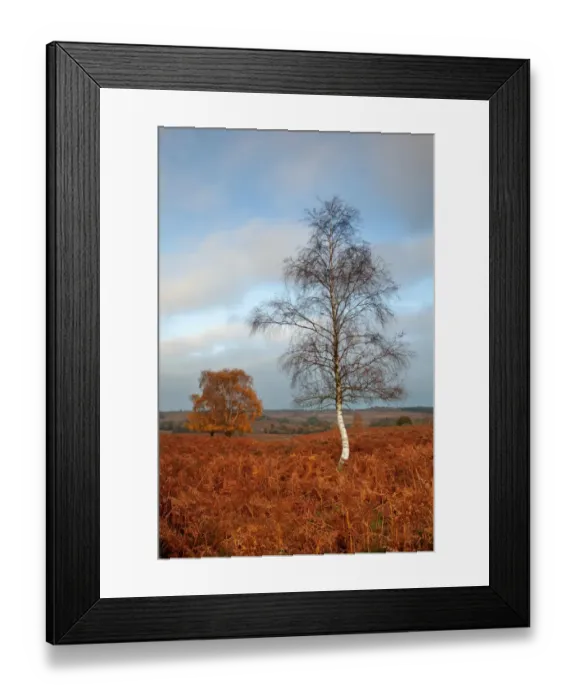 Framed Print : Silver Birch (Betula pendula) habit, growing amongst bracken in autumn colour, Mogshade Hill, Dorset, England, november