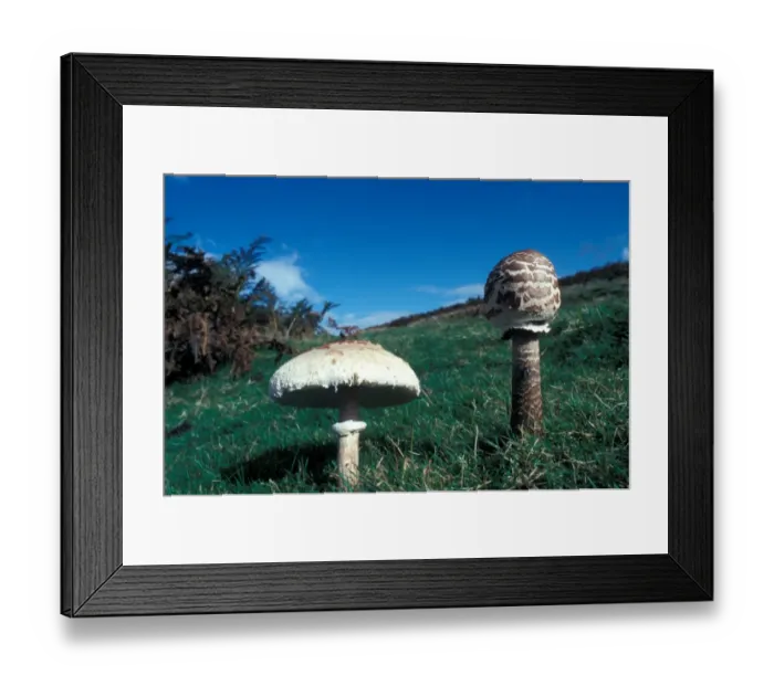 Framed Print : Parasol Mushroom (Lepiota procera) Two growing in grass Framed Print : Parasol Mushroom (Lepiota procera) Two growing in grass