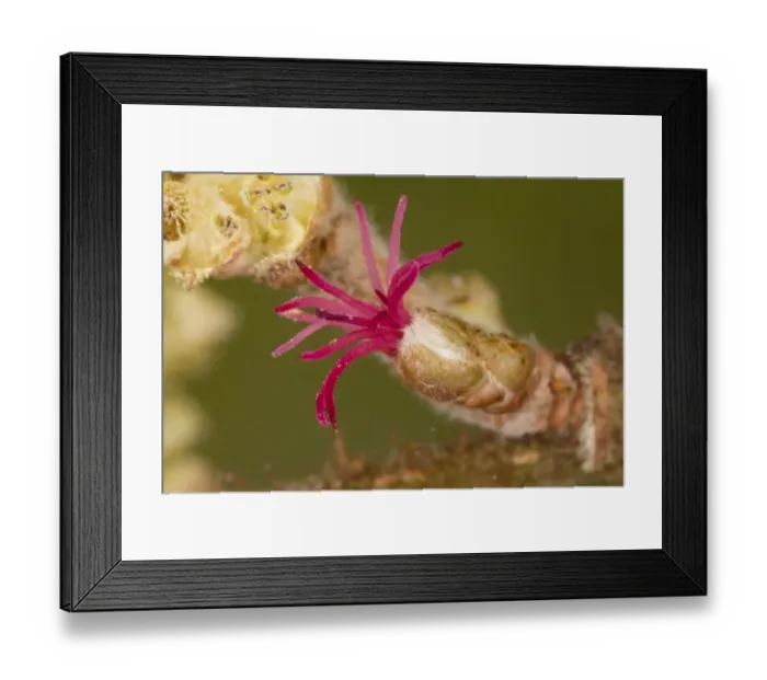 Framed Print : Common Hazel (Corylus avellana) close-up of female flower with red stigmas and male catkin, Dorset, England, february Framed Print : Common Hazel (Corylus avellana) close-up of female flower with red stigmas and male catkin, Dorset, England, february