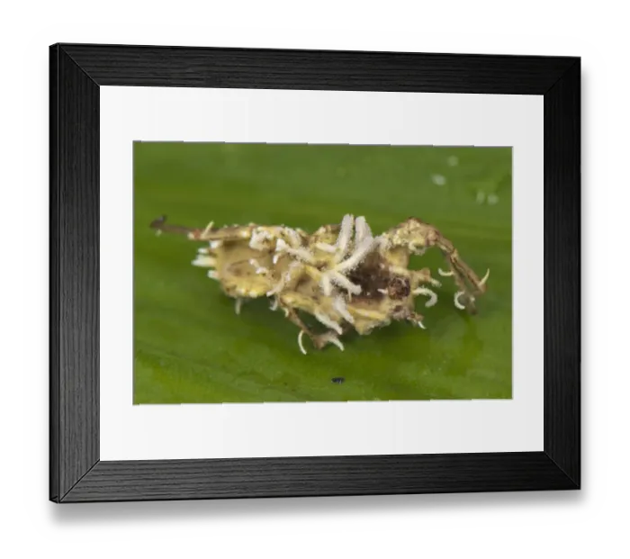 Framed Print : Sac Fungus (Cordyceps sp. ) fruiting bodies emerging from dead parasitized Spider (Ctenidae sp. ), Manu Road