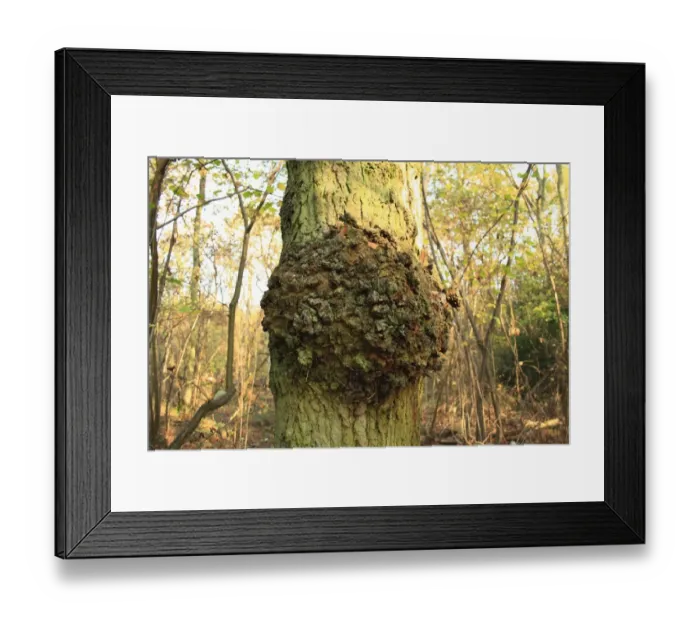 Framed Print : Common Oak (Quercus robur) close-up of trunk with burr, growing in ancient woodland, Wolves Wood RSPB Reserve Framed Print : Common Oak (Quercus robur) close-up of trunk with burr, growing in ancient woodland, Wolves Wood RSPB Reserve