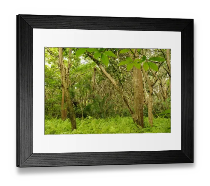 Framed Print : Tropical forest interior, habitat of Zanzibar Red Colobus (Procolobus kirkii), Jozani Forest, Zanzibar, Tanzania