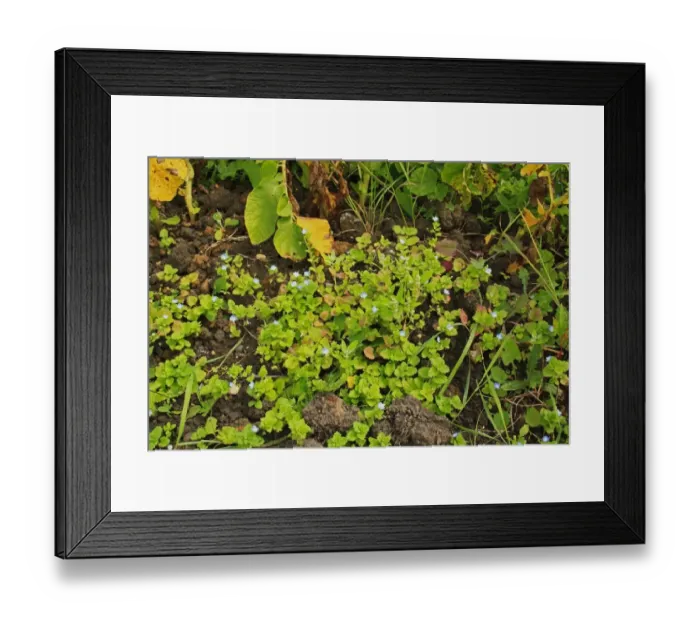 Framed Print : Common Field Speedwell (Veronica persica) flowering, growing as weed in garden allotment, Suffolk, England, august