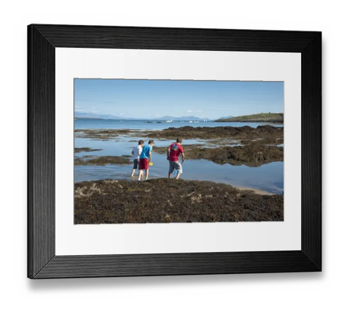 Framed Print : Three boys rockpooling with nets, Borthwen, Cymyran Bay, Anglesey, North Wales, august