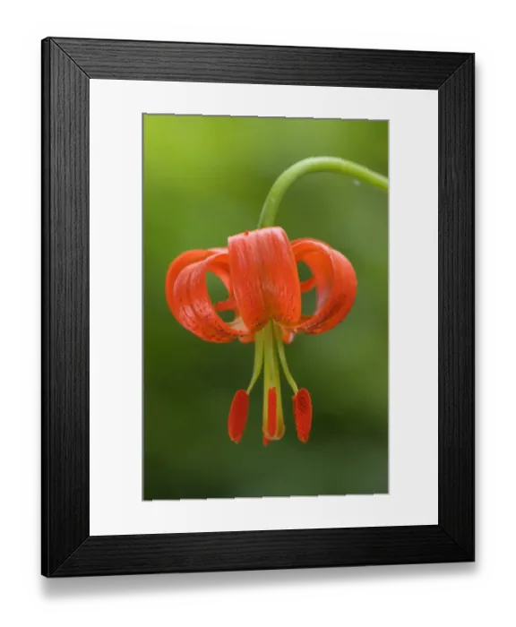Framed Print : Lesser Turk s-cap Lily (Lilium pomponium) close-up of flower, Italy Framed Print : Lesser Turk s-cap Lily (Lilium pomponium) close-up of flower, Italy