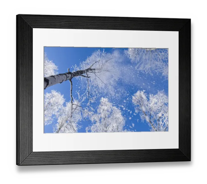 Framed Print : Hoar frost falling from Silver Birch (Betula pendula) trees in forest, Strathspey, Cairngorm N. P Framed Print : Hoar frost falling from Silver Birch (Betula pendula) trees in forest, Strathspey, Cairngorm N. P