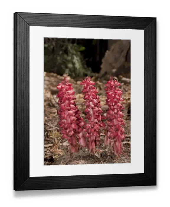 Framed Print : Snow Plant (Sarcodes sanguinea) flowering, parasitic on fungi in conifer forest, Sierra Nevada, California, U. S. A. july Framed Print : Snow Plant (Sarcodes sanguinea) flowering, parasitic on fungi in conifer forest, Sierra Nevada, California, U. S. A. july