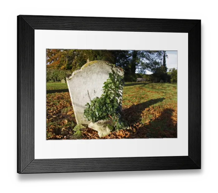 Framed Print : Ivy (Hedera helix) growing on headstone in church graveyard, St. Andrews Church, Wickham Skeith, Suffolk, England Framed Print : Ivy (Hedera helix) growing on headstone in church graveyard, St. Andrews Church, Wickham Skeith, Suffolk, England