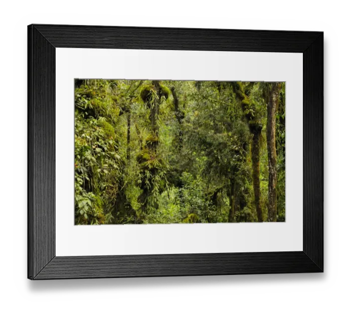 Framed Print : Lush montane rainforest interior habitat, Nyungwe Forest N. P. Rwanda, march Framed Print : Lush montane rainforest interior habitat, Nyungwe Forest N. P. Rwanda, march