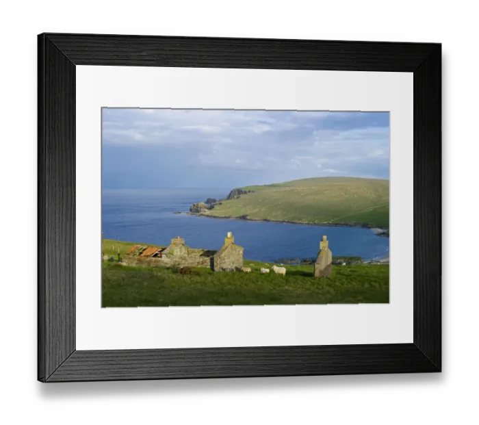 Framed Print : View of abandoned crofts with sheep and coastline, looking towards Norwick from The Garths, Unst, Shetland Islands Framed Print : View of abandoned crofts with sheep and coastline, looking towards Norwick from The Garths, Unst, Shetland Islands