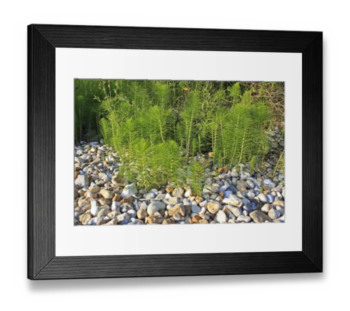 Framed Print : Giant Horsetail (Equisetum telmateia) patch growing on pebbles at edge of beach, Bembridge, Isle of Wight, England Framed Print : Giant Horsetail (Equisetum telmateia) patch growing on pebbles at edge of beach, Bembridge, Isle of Wight, England