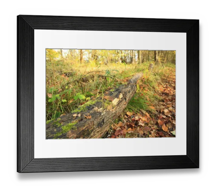 Framed Print : Log with fallen leaves in ancient coppiced woodland habitat, Wolves Wood RSPB Reserve, Hadleigh, Suffolk, England Framed Print : Log with fallen leaves in ancient coppiced woodland habitat, Wolves Wood RSPB Reserve, Hadleigh, Suffolk, England