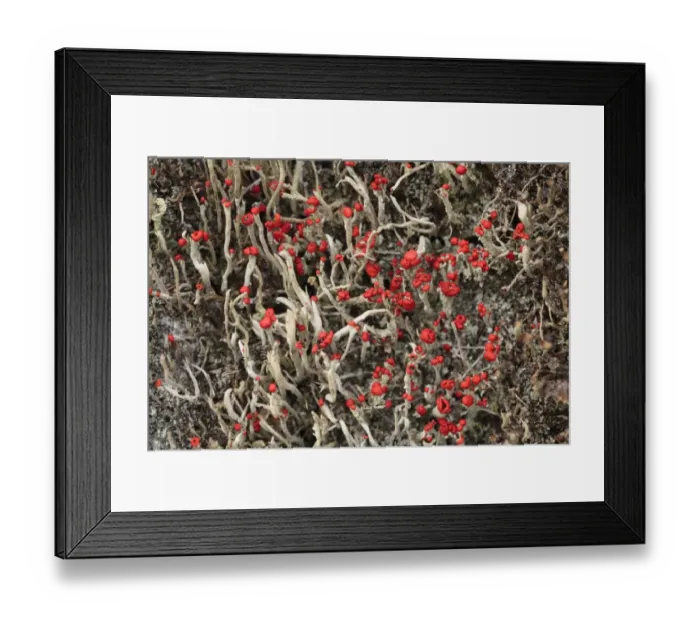 Framed Print : Lichen (Cladonia floerkeana) fruiting bodies, growing on tree stump, Powys, Wales, august Framed Print : Lichen (Cladonia floerkeana) fruiting bodies, growing on tree stump, Powys, Wales, august