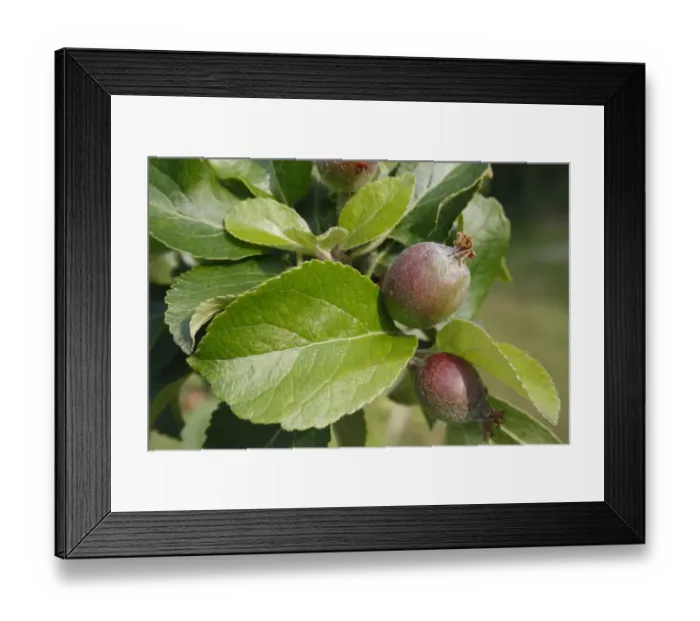 Framed Print : Cultivated Apple (Malus domestica) close-up of leaves and developing fruit, in garden, Suffolk, England, may Framed Print : Cultivated Apple (Malus domestica) close-up of leaves and developing fruit, in garden, Suffolk, England, may