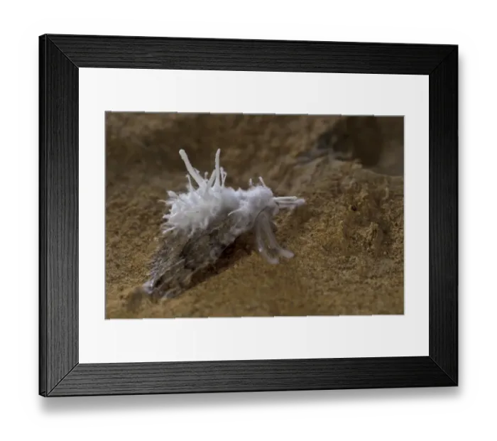Framed Print : Fungus (Clavicipitaceae sp. ) fruiting bodies, emerging from dead parasitized troglophile moth Framed Print : Fungus (Clavicipitaceae sp. ) fruiting bodies, emerging from dead parasitized troglophile moth